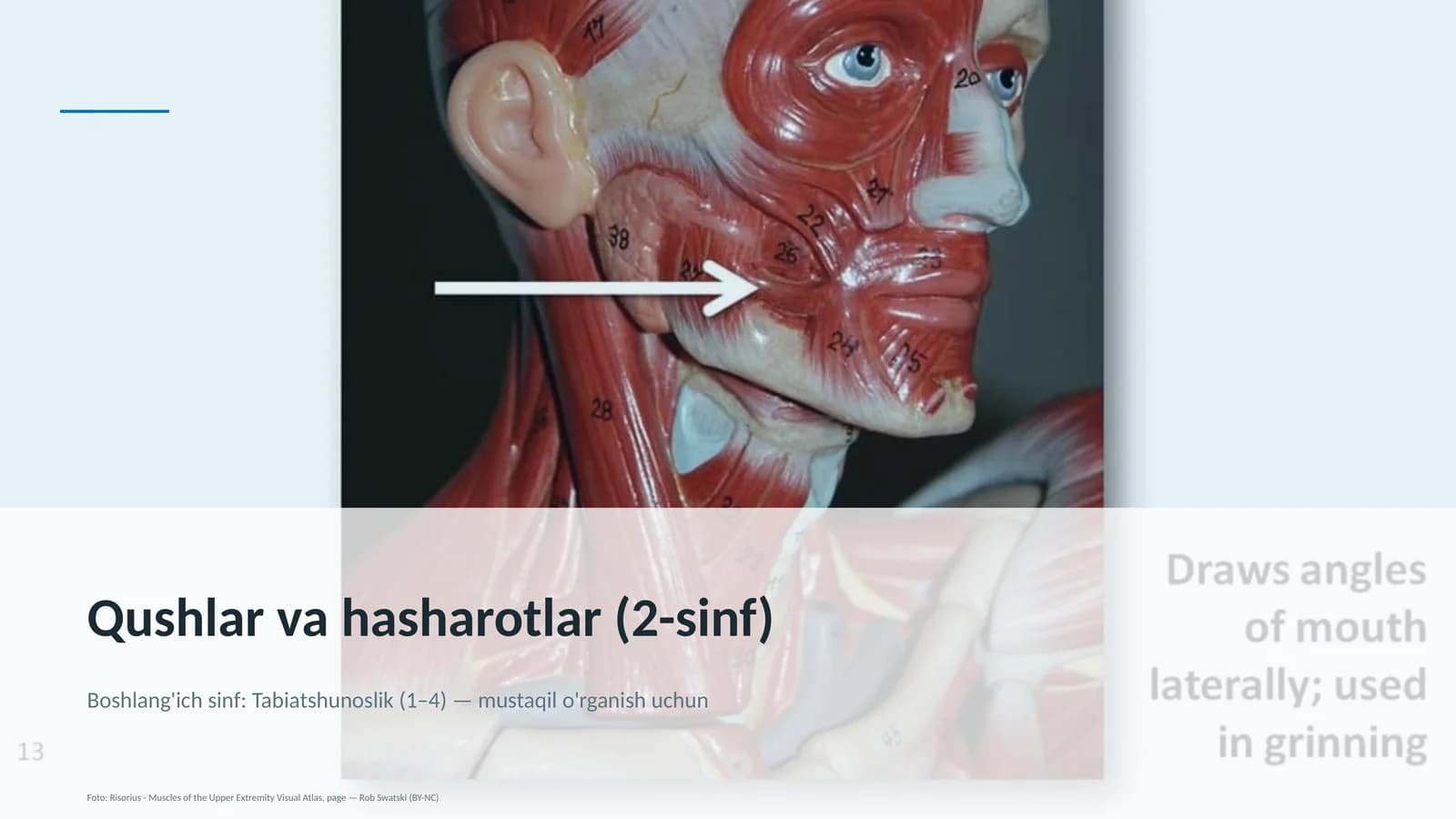 Qushlar va hasharotlar (2-sinf)