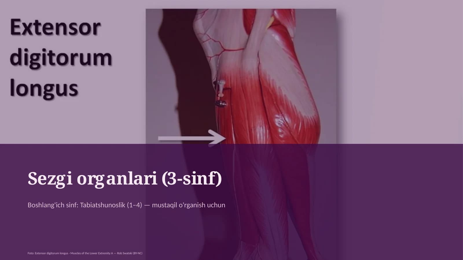 Sezgi organlari (3-sinf)