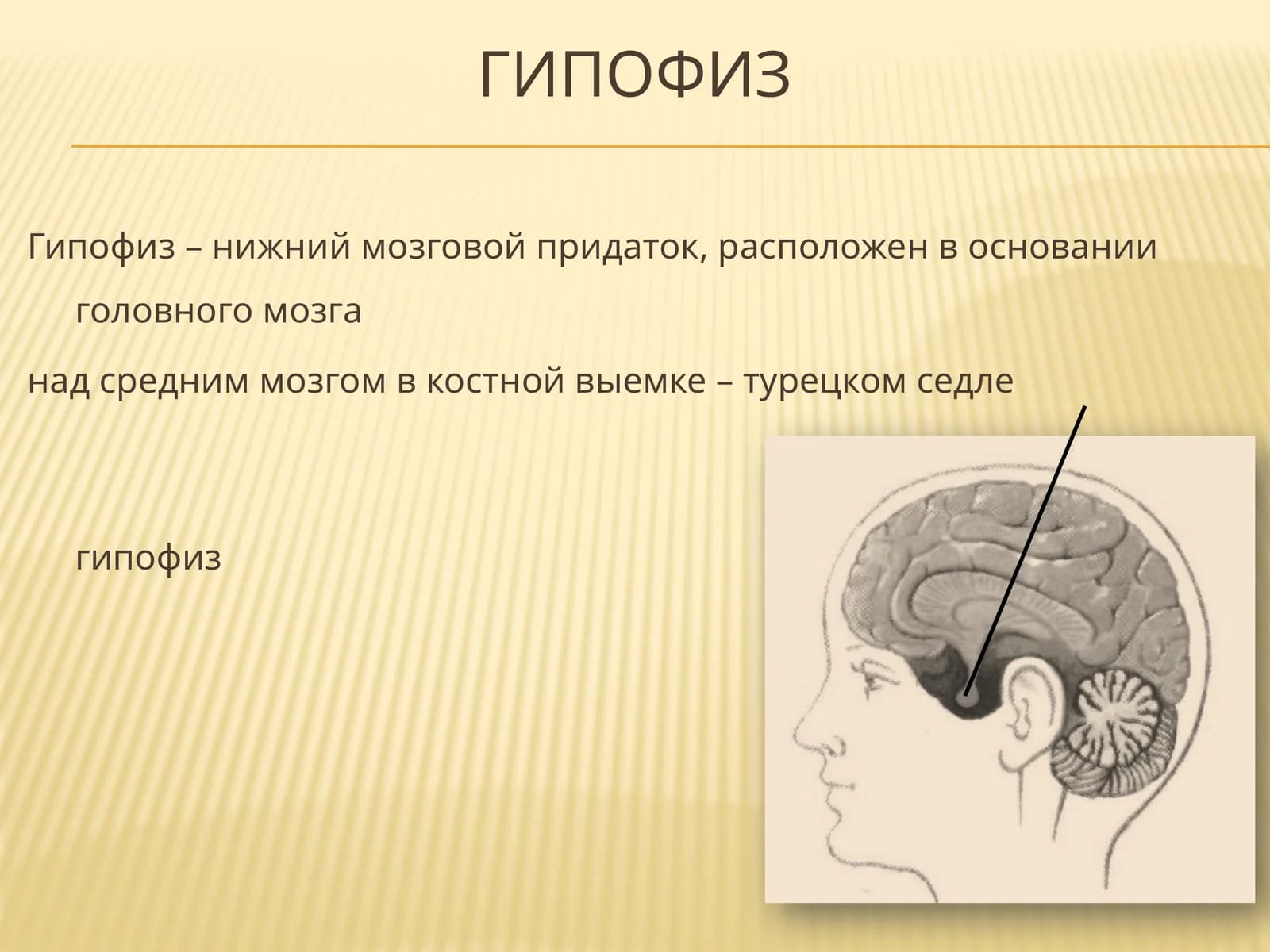 Гипофиз