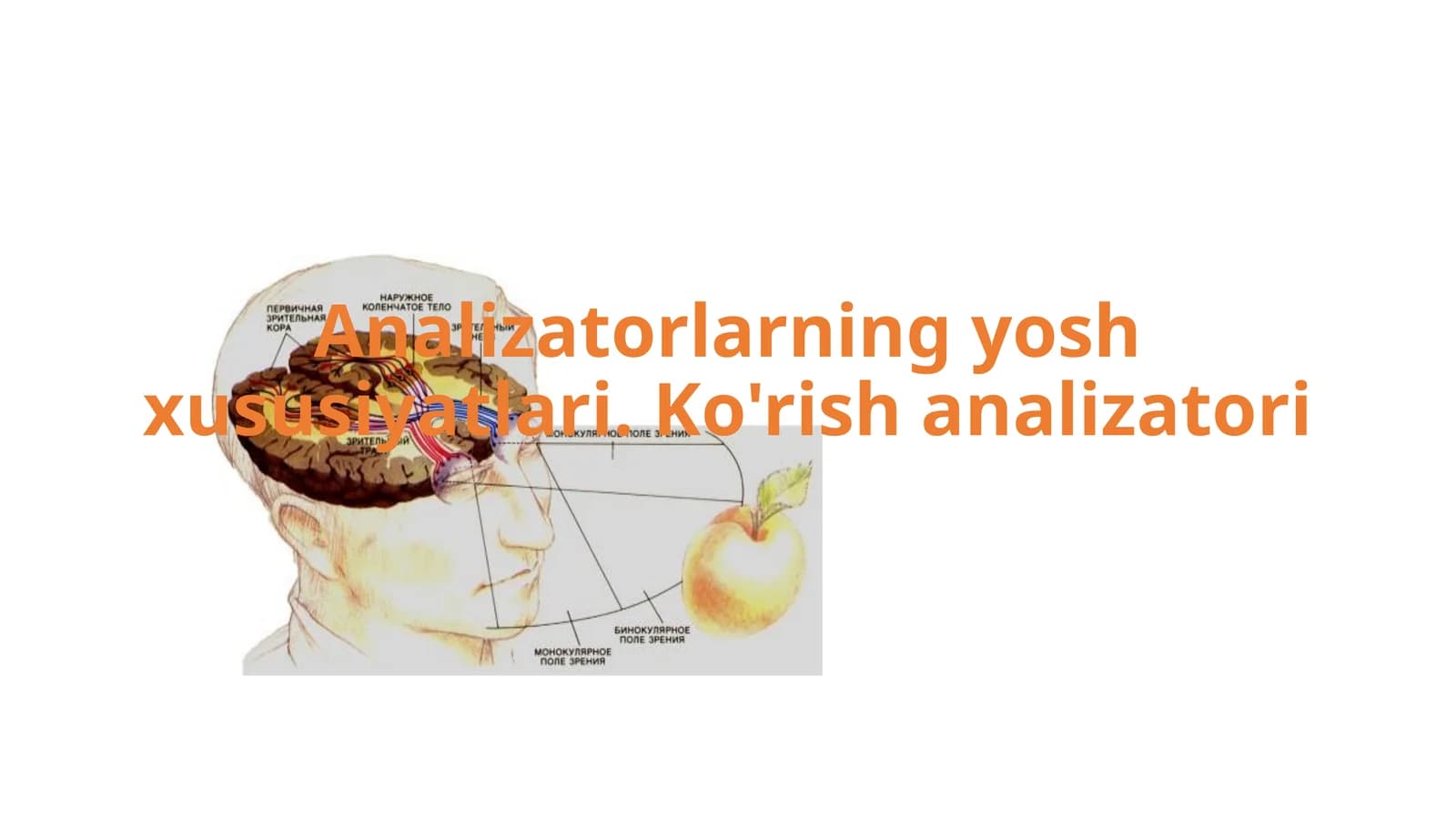 Ko'rish analizatori
