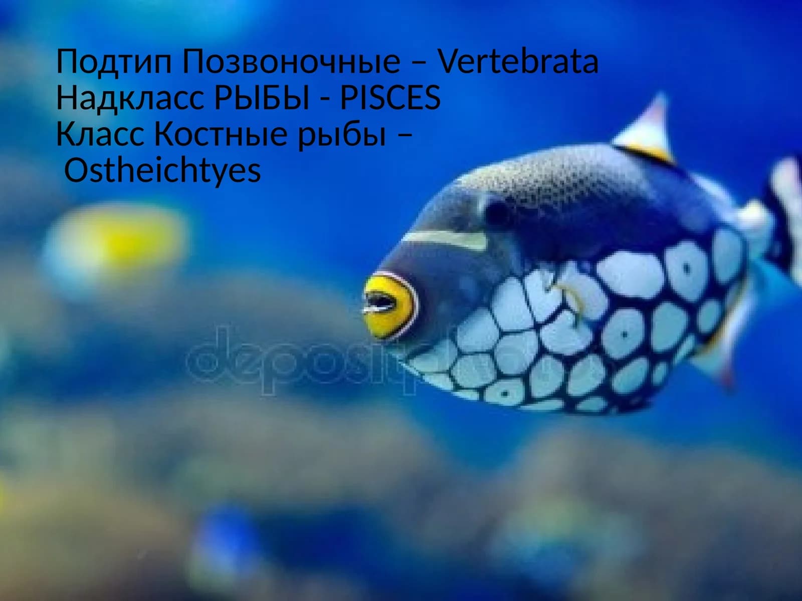 Костные рыбы