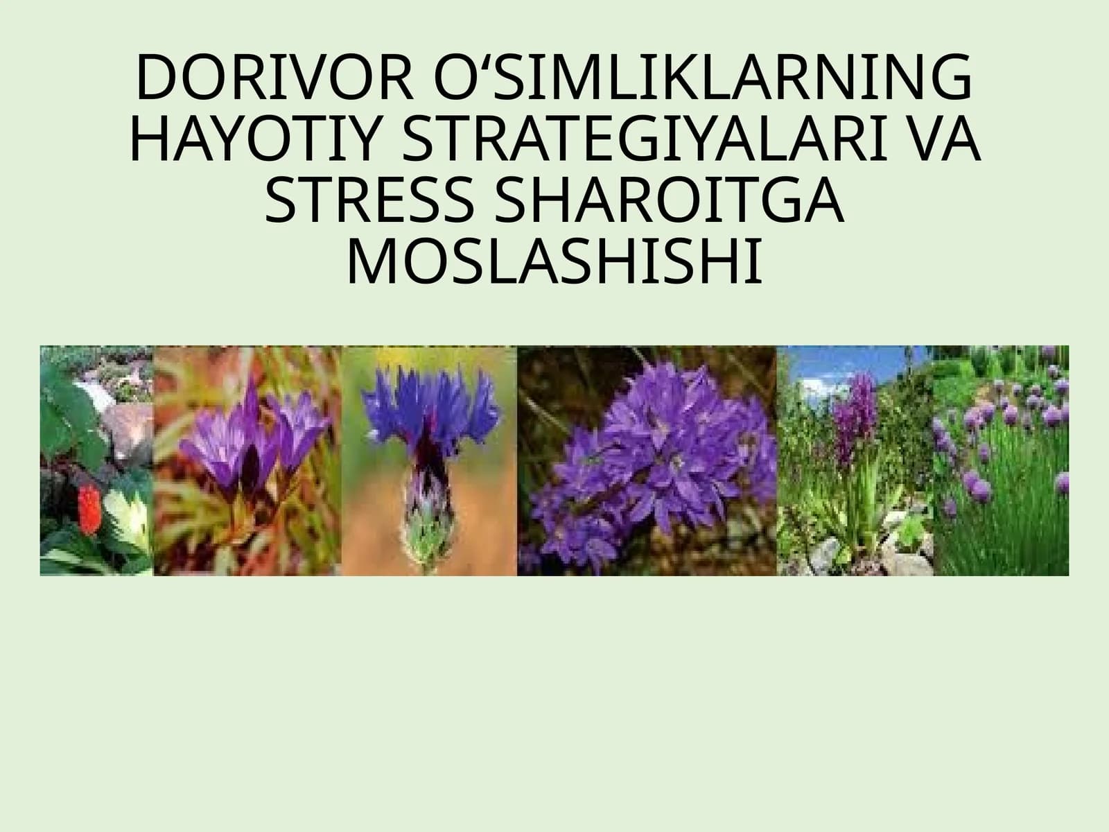 Dorivor O‘simliklarning Hayotiy Strategiyalari Va Stress Sharoitga Moslashishi