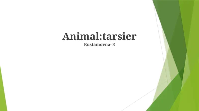 Tarsier