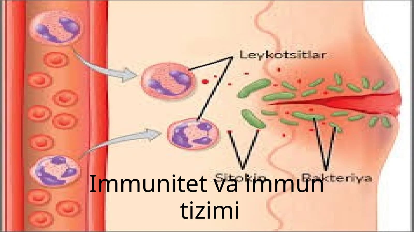 Immunitet va immun tizimi