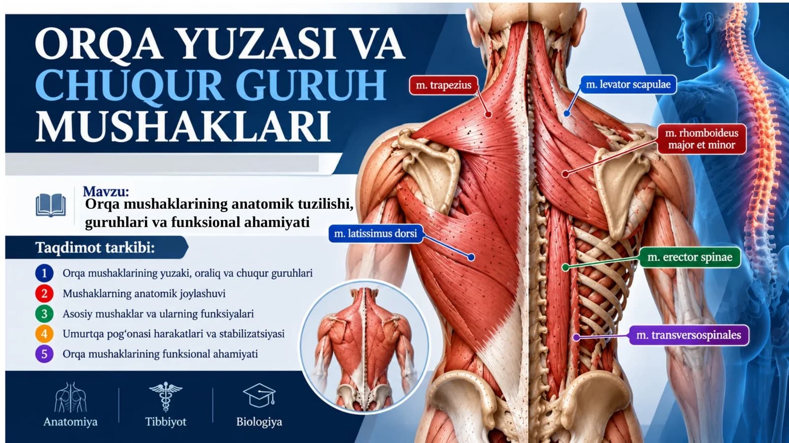 Orqa yuza va chuqur guruh mushaklari.pptx