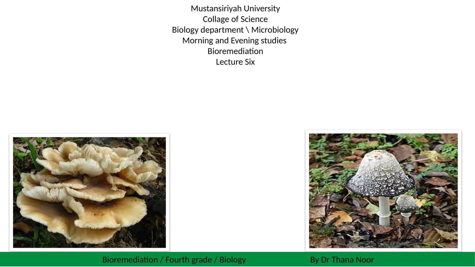 Bioremediation