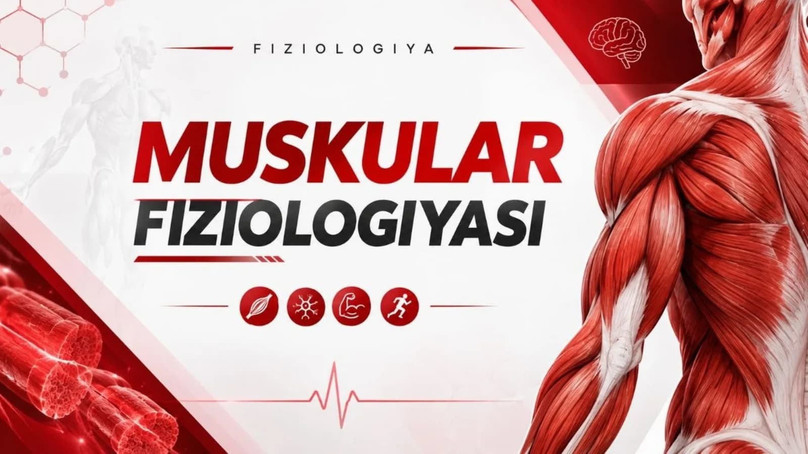 Muskullarning turlari