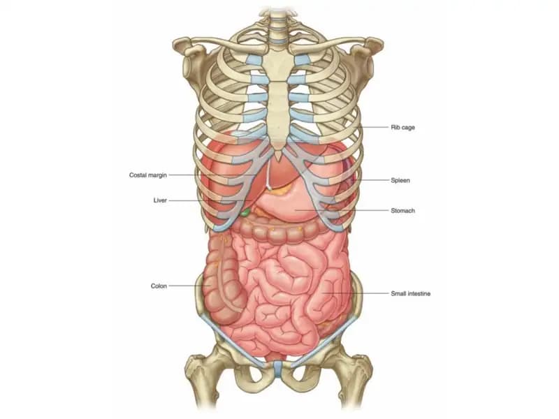 Enter et pancreas