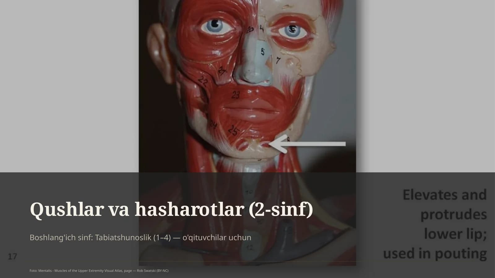 Qushlar va hasharotlar (2-sinf)