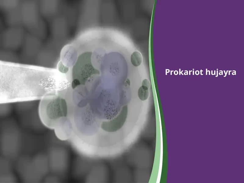 Prokariot hujayra