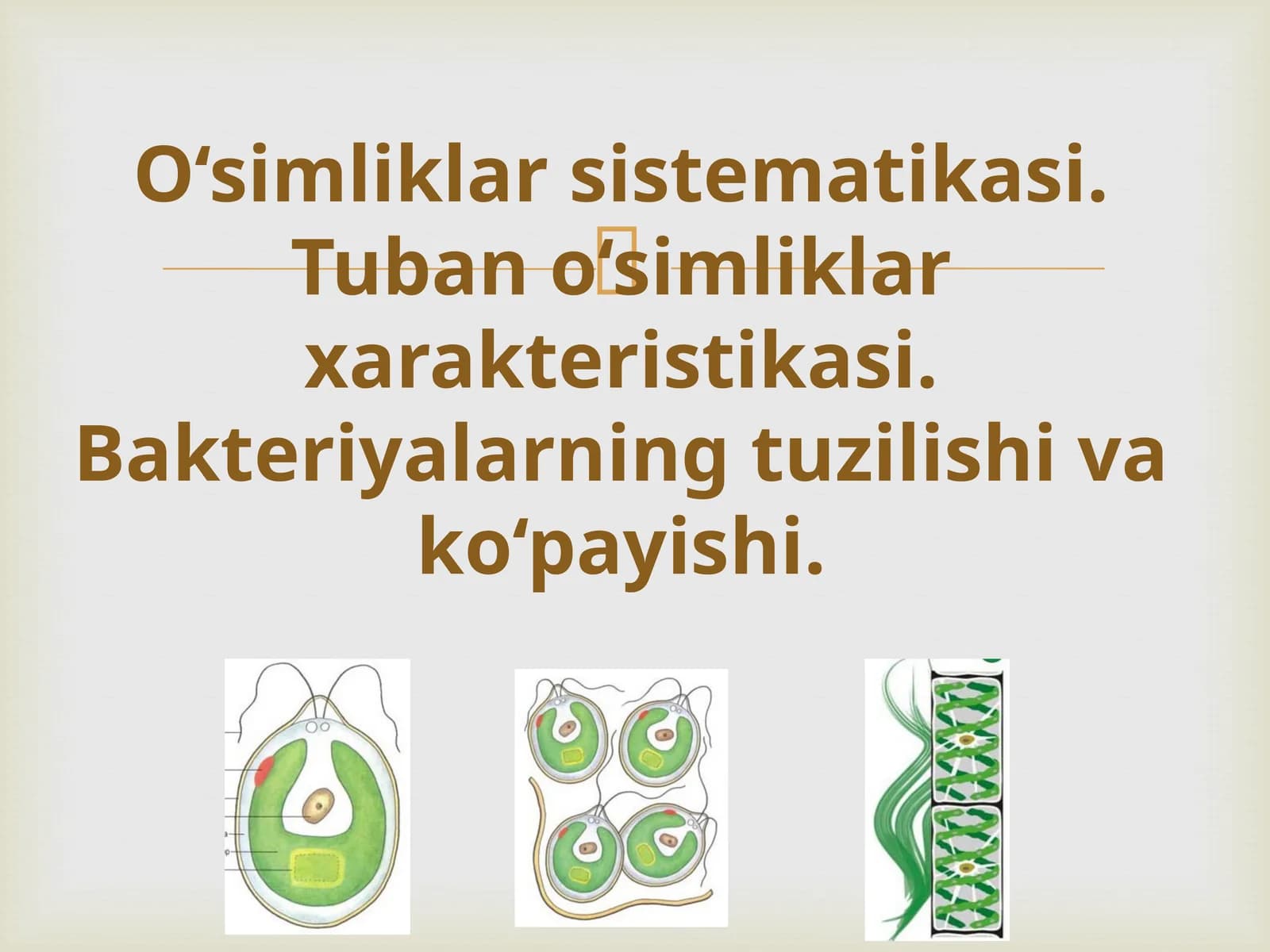 O‘simliklar sistematikasi