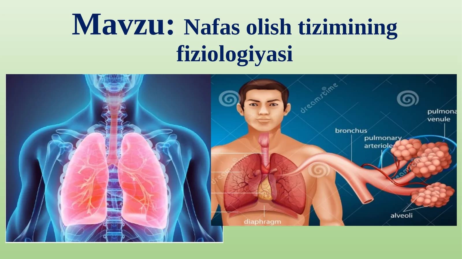 Nafasolish tizimining fiziologiyasi