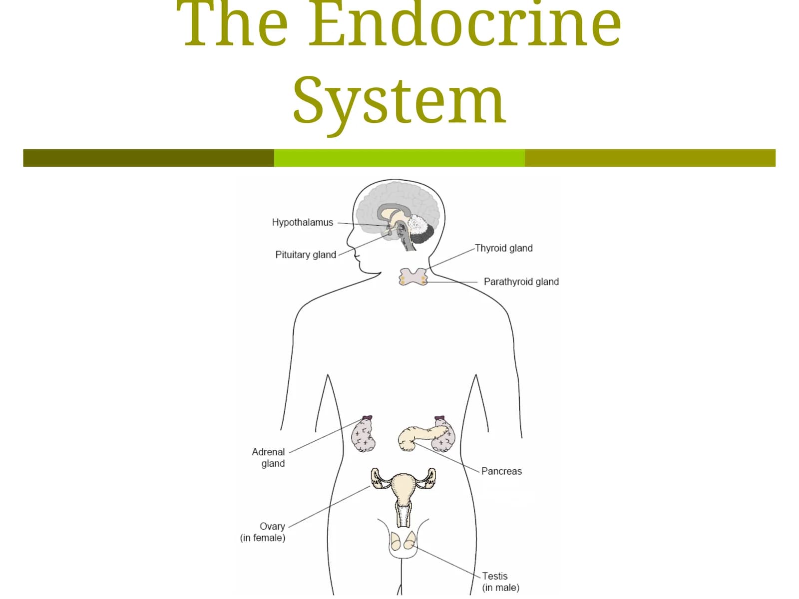 The Endocrine System