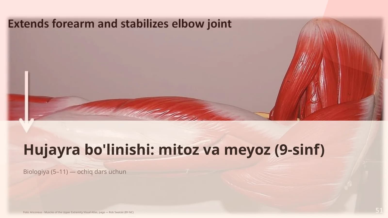 Hujayra bo'linishi: mitoz va meyoz (9-sinf)