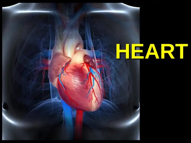 heart