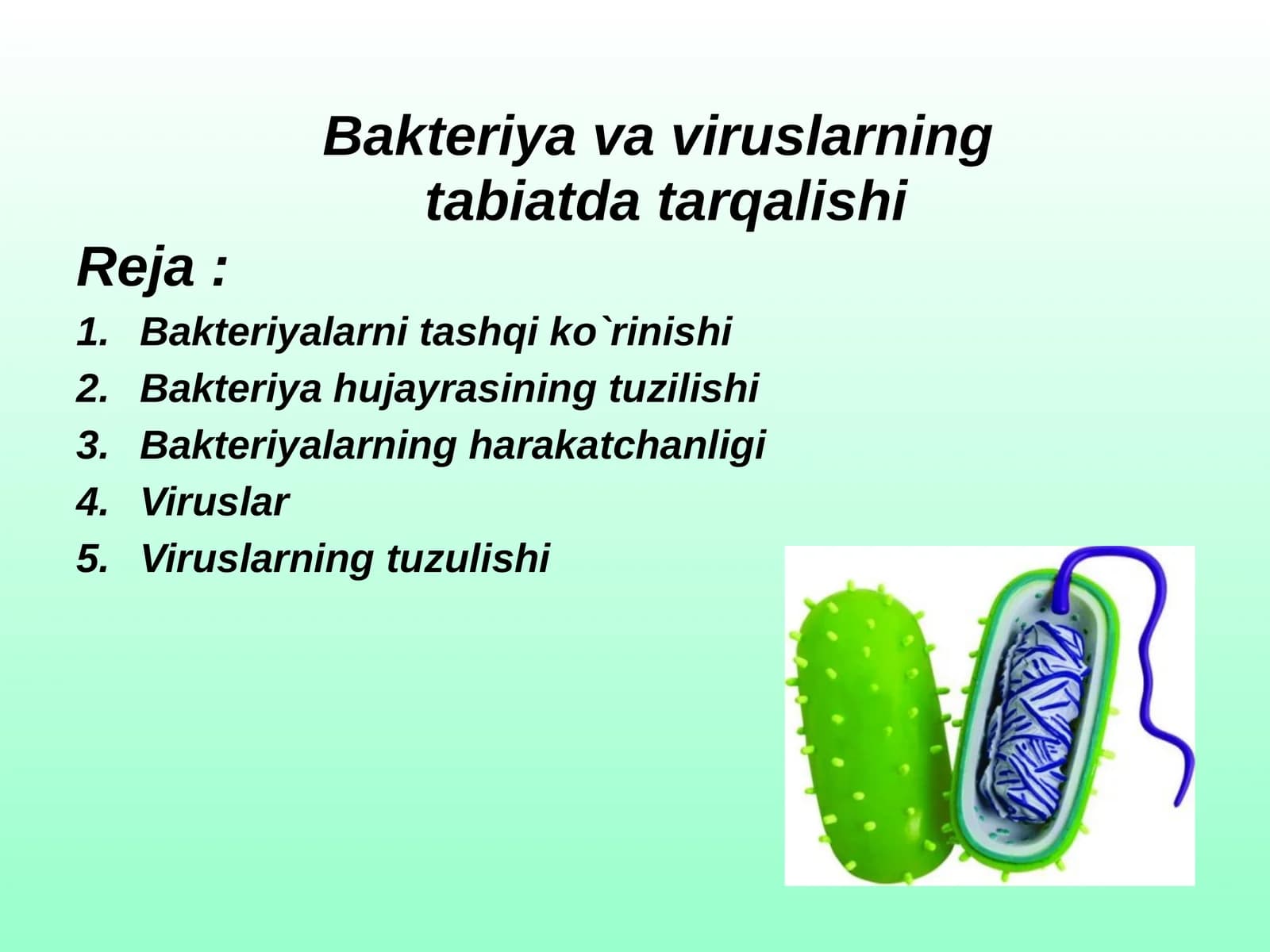 Bakteriyavaviruslarning
