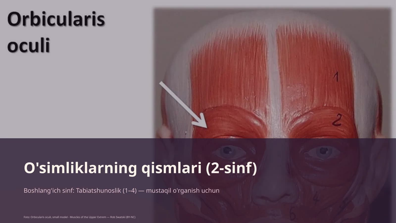 O'simliklarning qismlari (2-sinf)