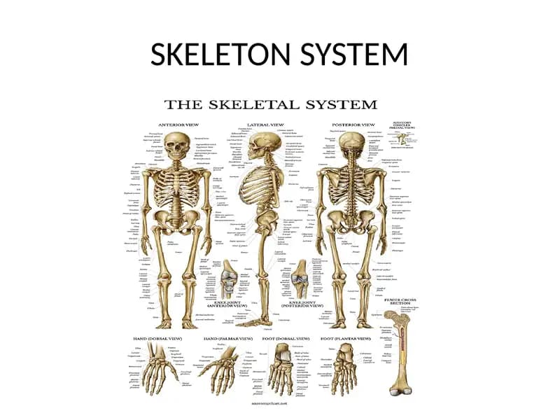 Skeleton System