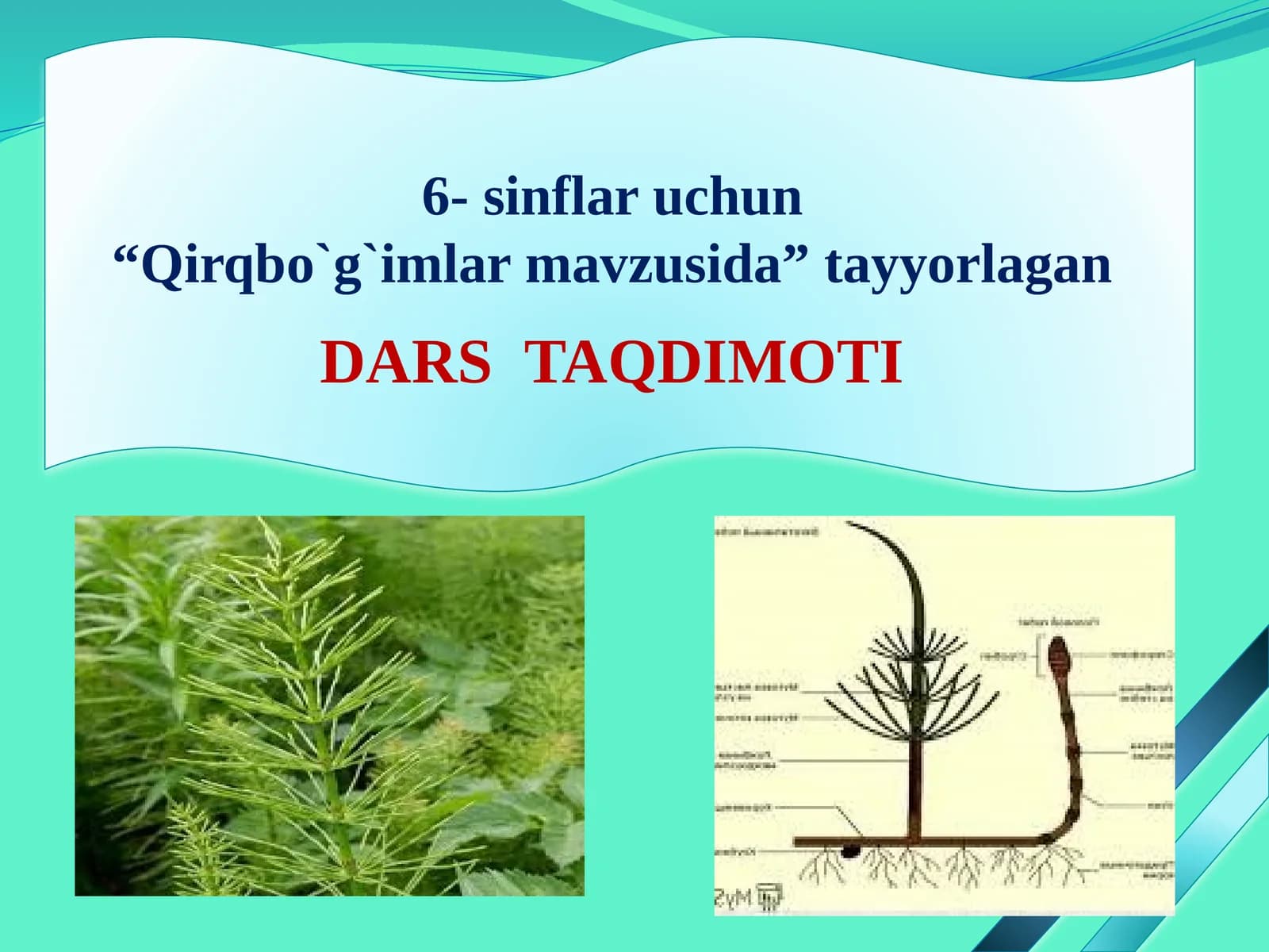 Qirqbo'g'imlar