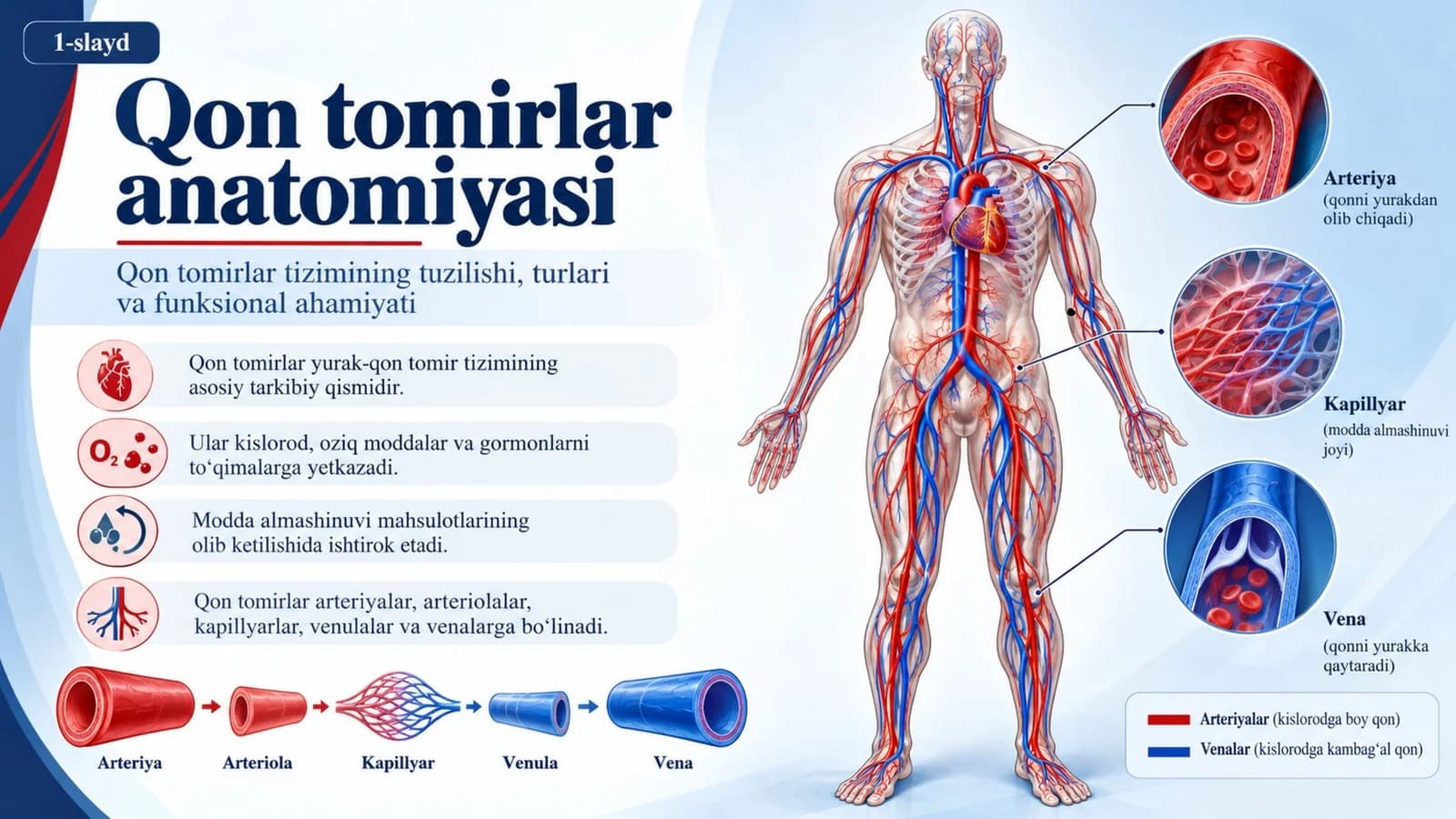 QON TOMIRLAR ANATOMIYASI — 15 TA PROFESSIONAL SLAYD