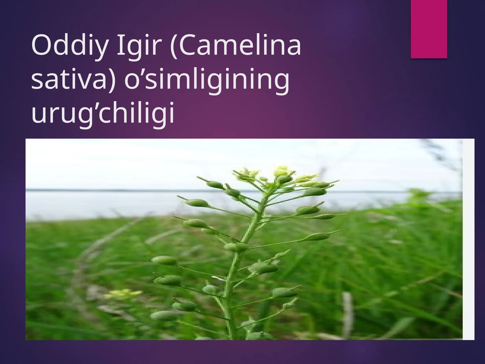 Oddiy Igir (Camelina sativa)