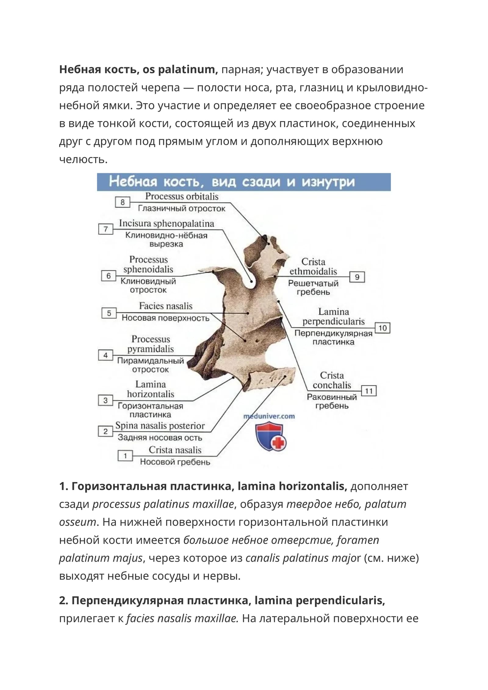 Небная кость