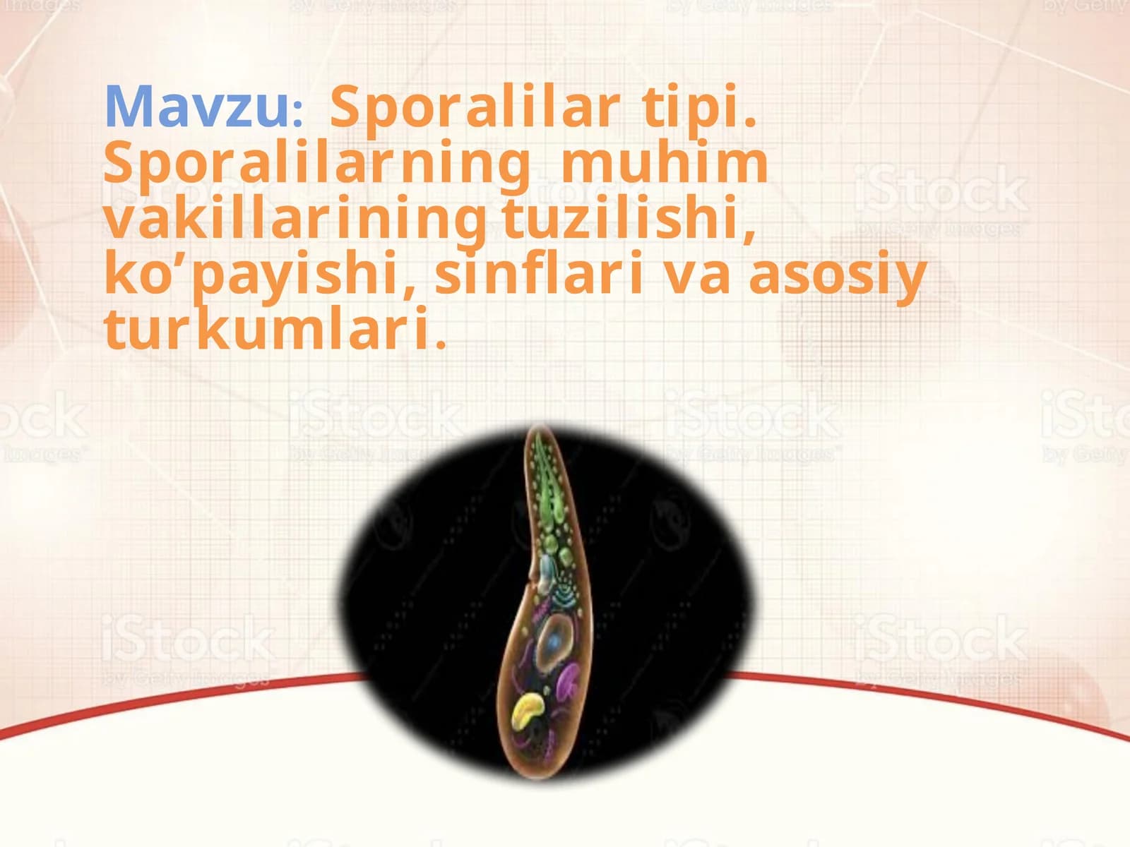 Sporalilar  tipi