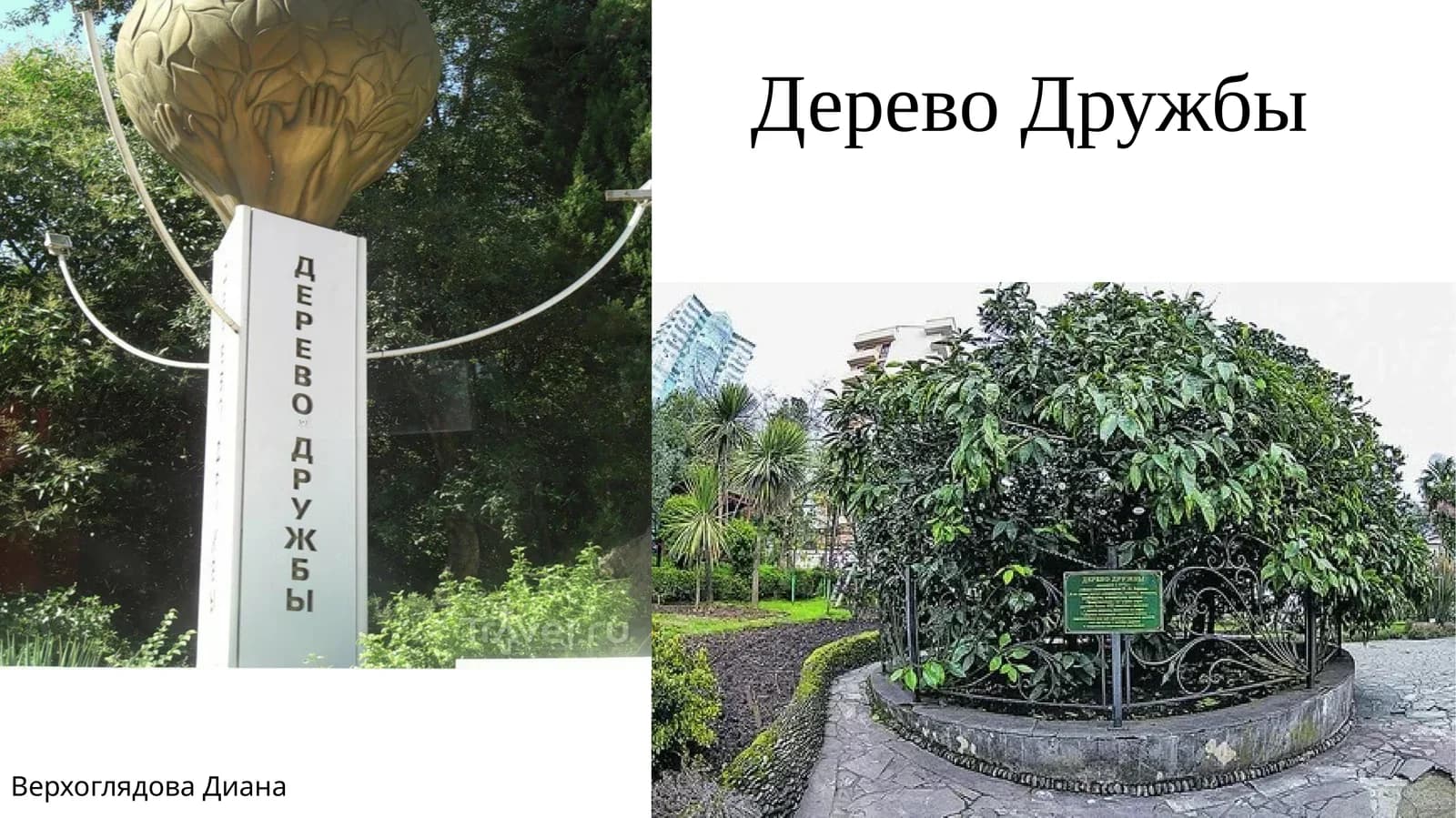 Дерево Дружбы