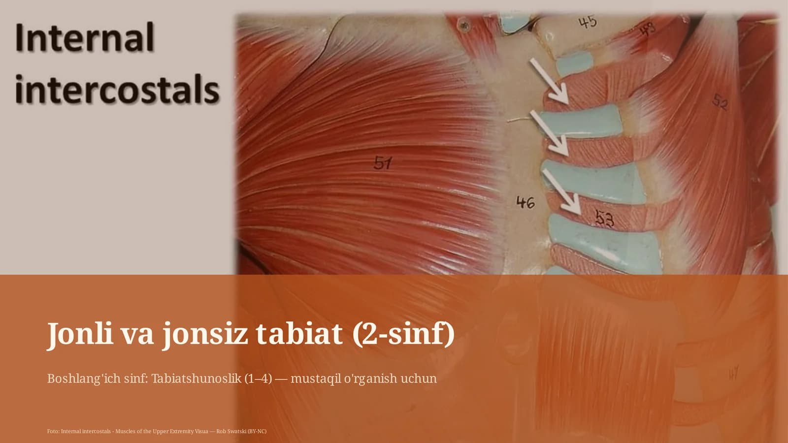 Jonli va jonsiz tabiat (2-sinf)