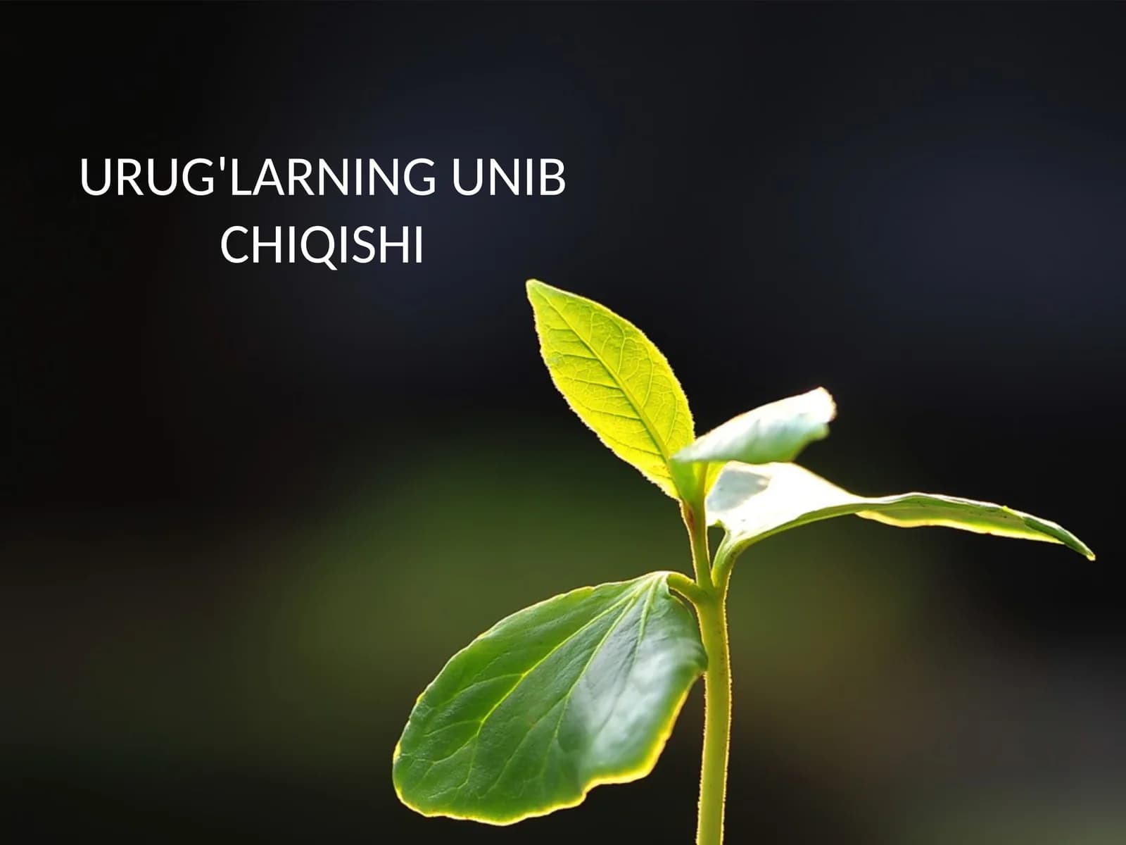 URUG'LARNINGUNIB CHIQISHI