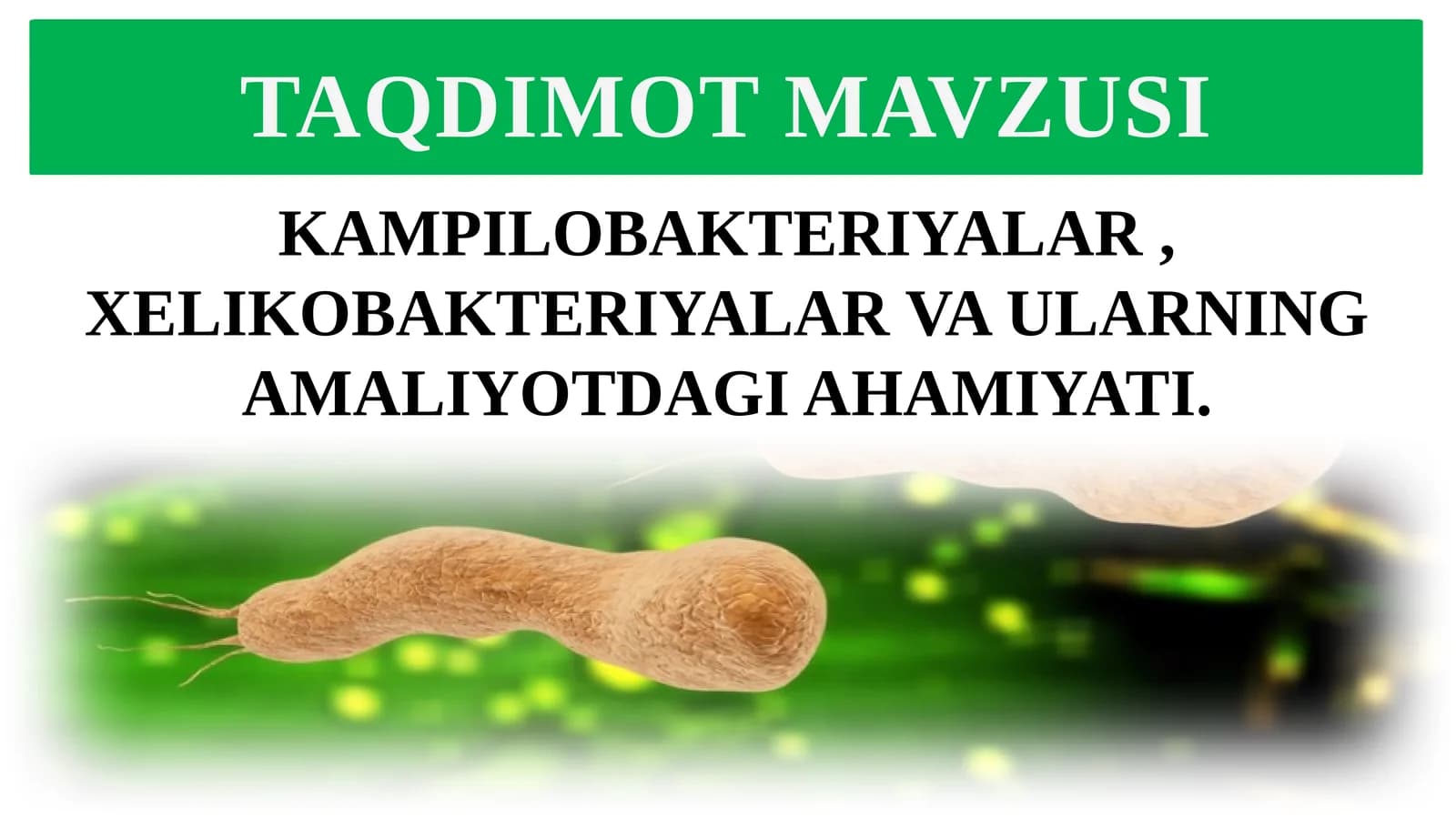 Kampilobakteriyalar va Xelikobakteriyalar