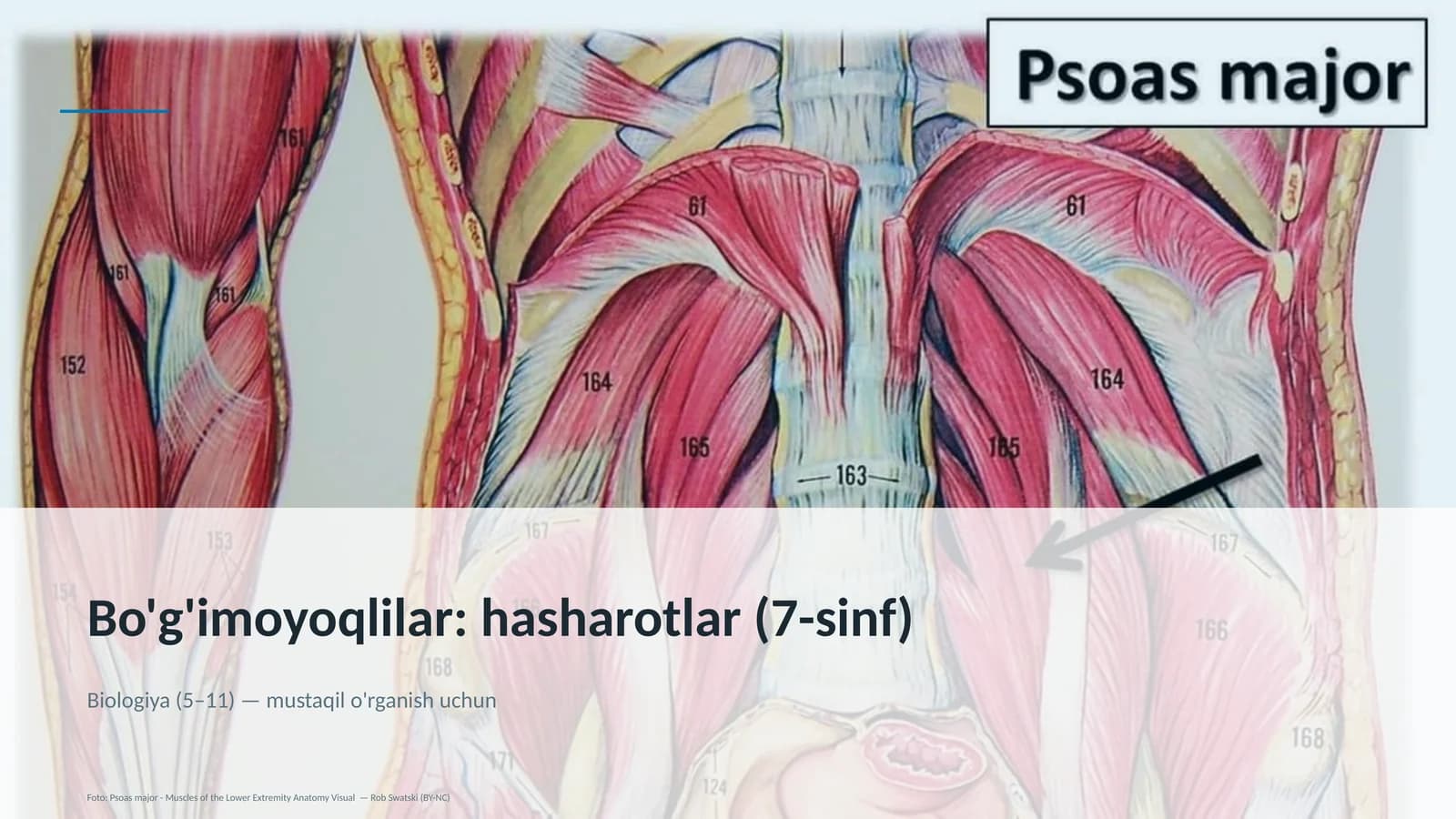 Bo'g'imoyoqlilar: hasharotlar (7-sinf)