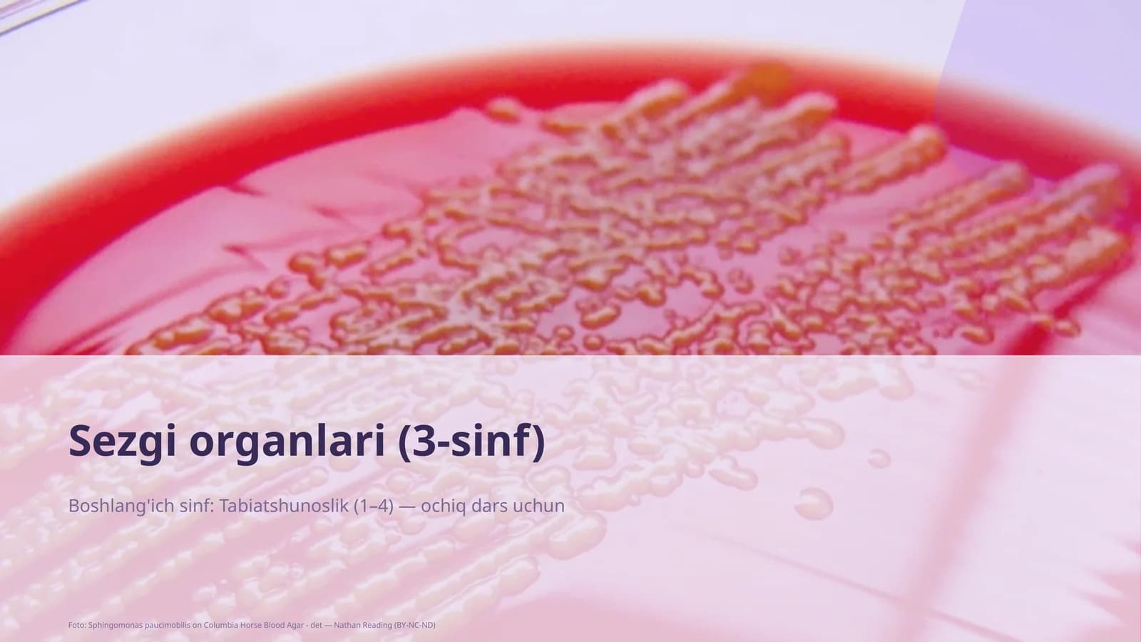 Sezgi organlari (3-sinf)