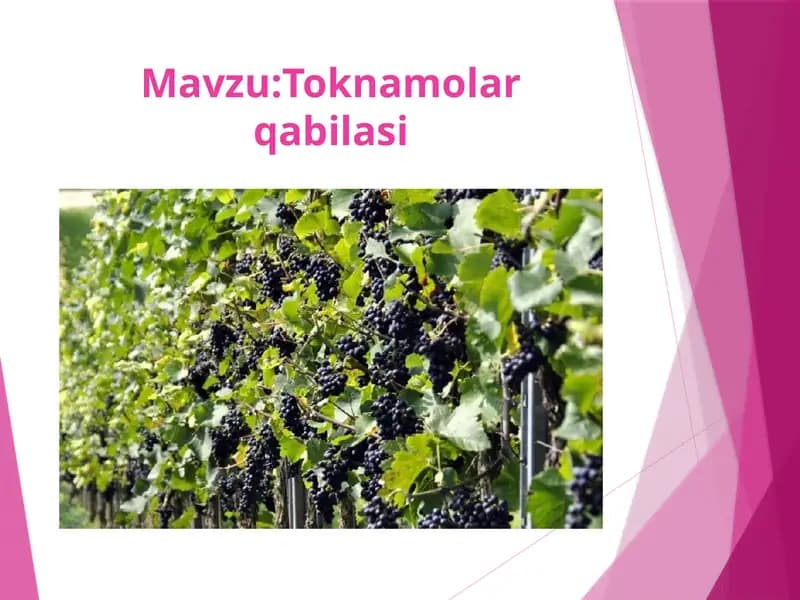 Toknamolar qabilasi