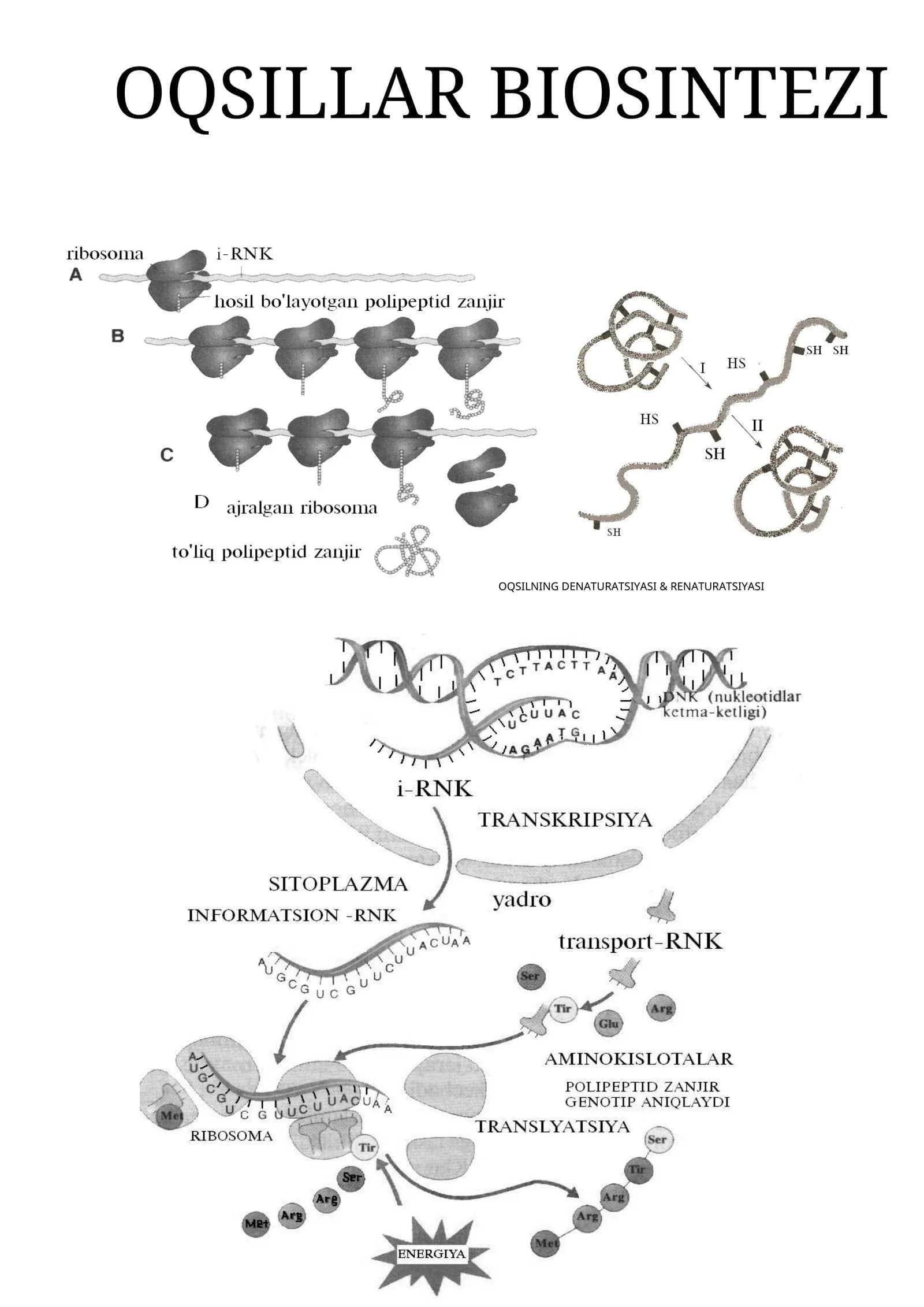 OQSILLAR BIOSINTEZI