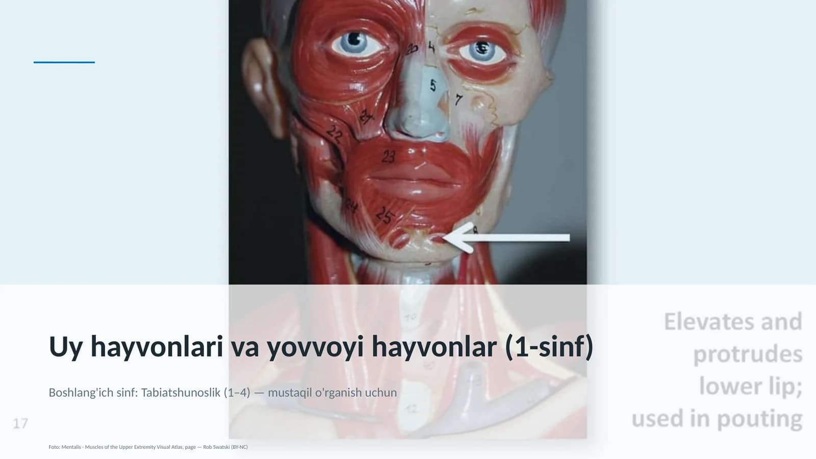 Uy hayvonlari va yovvoyi hayvonlar (1-sinf)