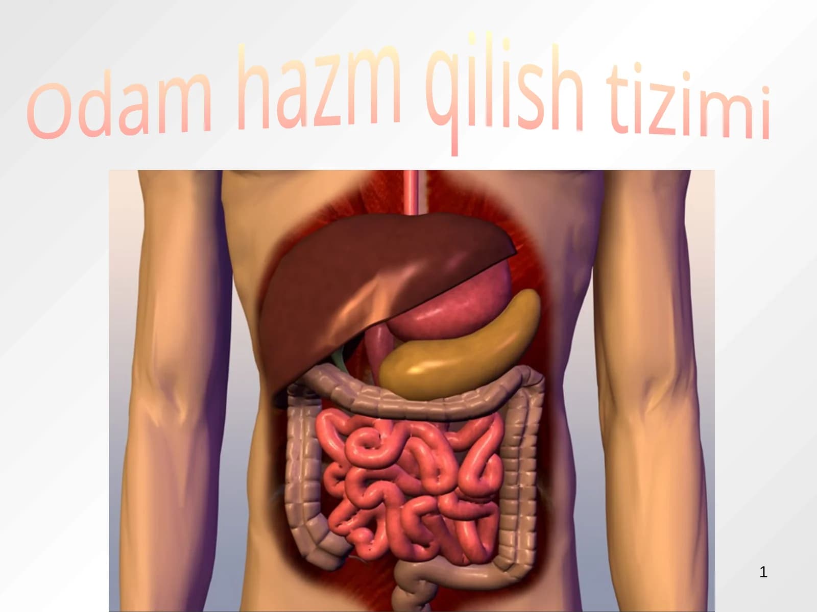 Hazm qilish tizimi