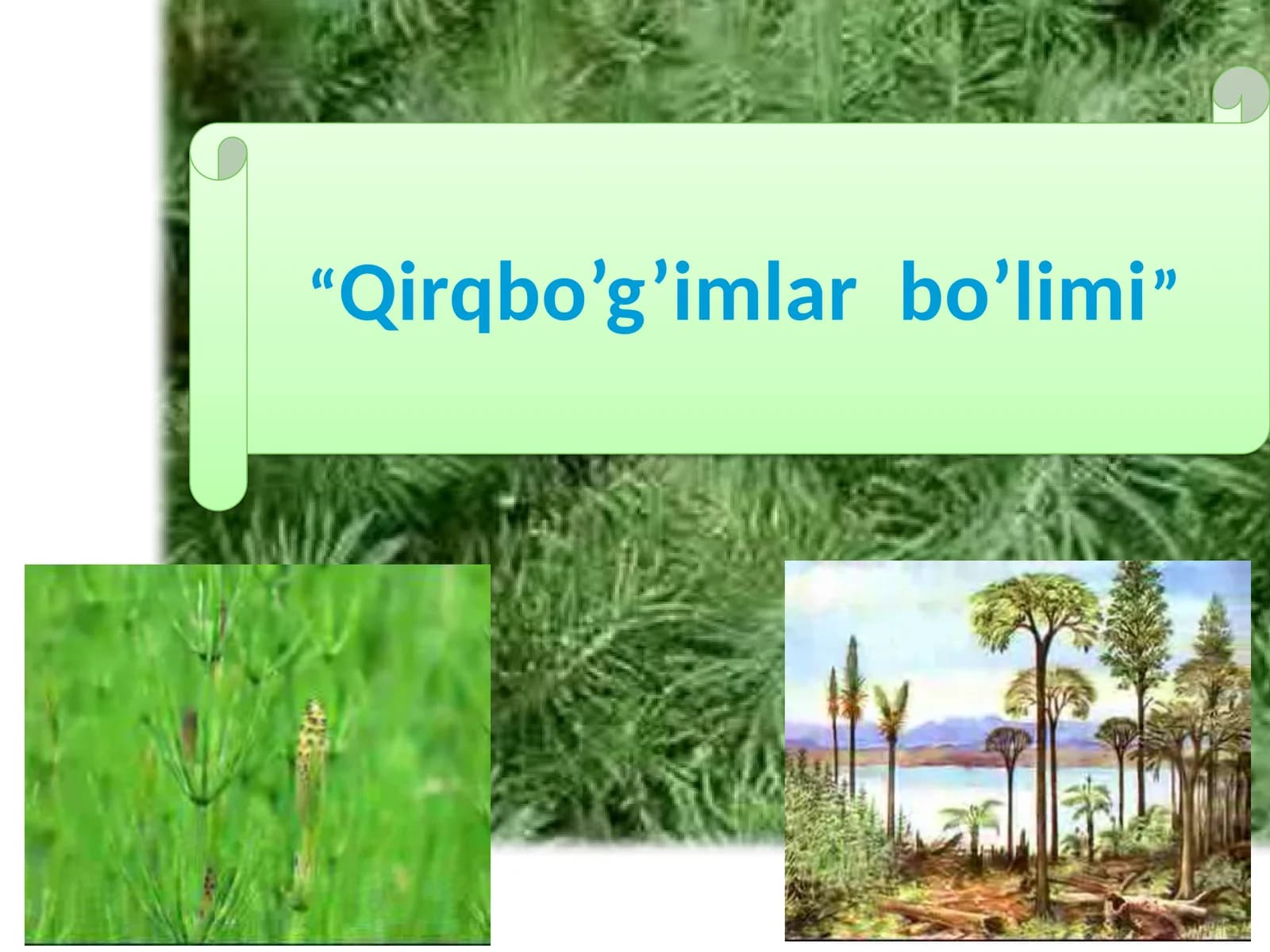 Qirqbo’g’imlar bo’limi