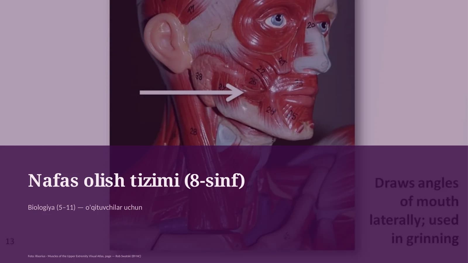 Nafas olish tizimi (8-sinf)