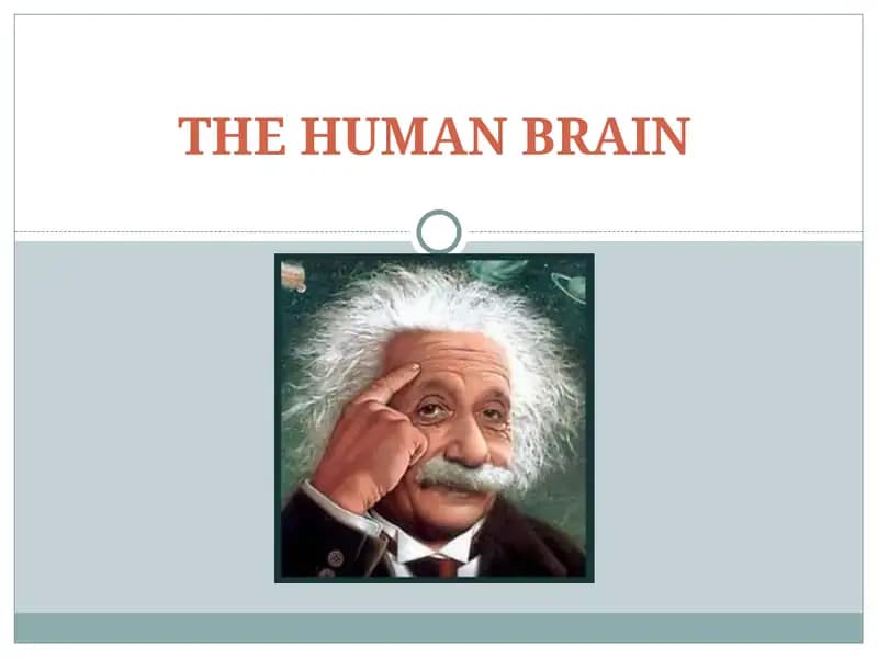 THE HUMAN BRAIN