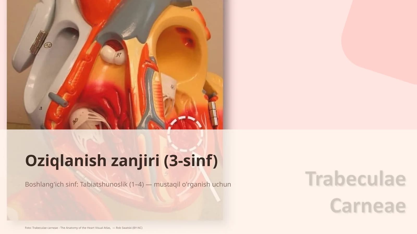Oziqlanish zanjiri (3-sinf)