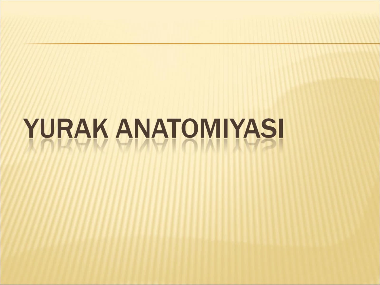 Yurak anatomiyasi