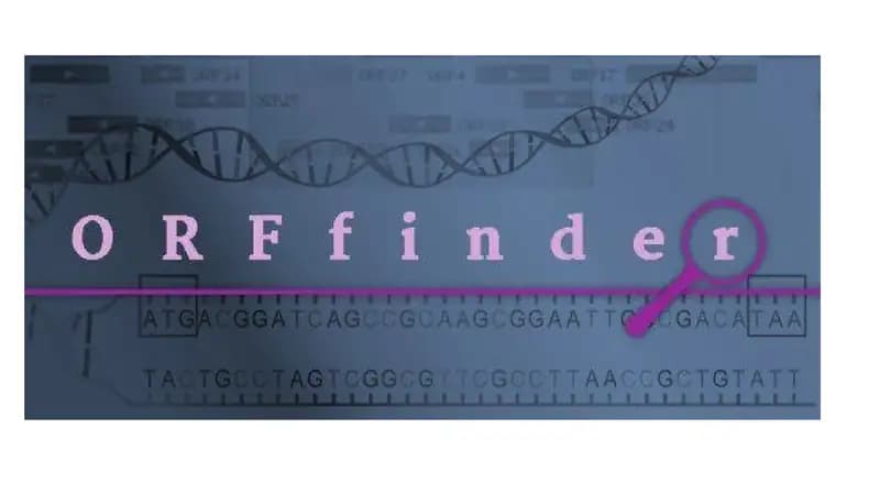 ORF finder