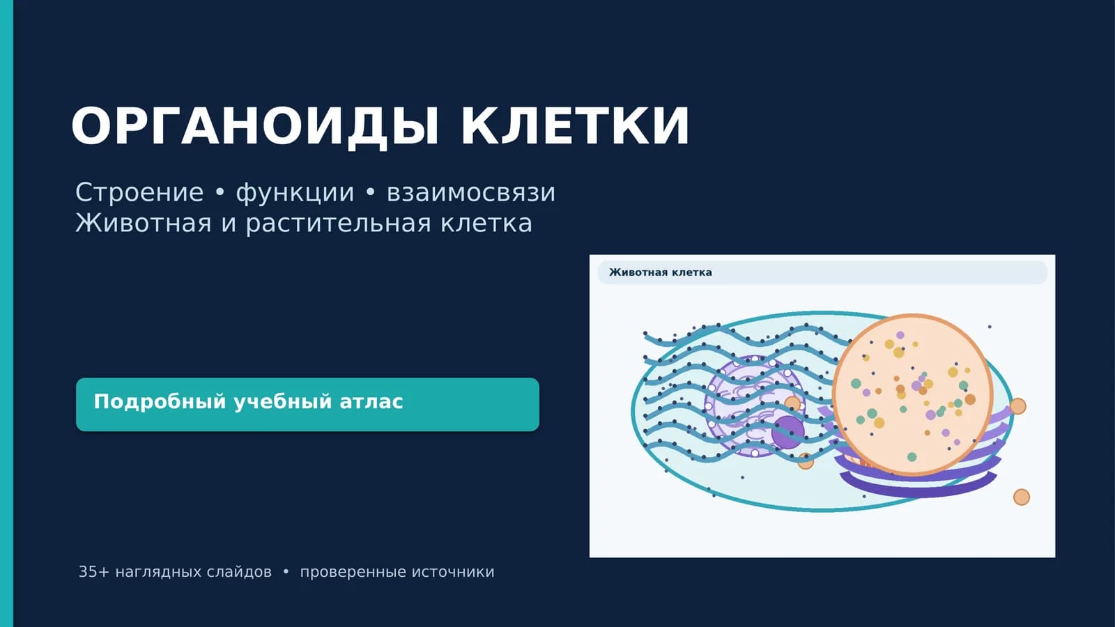 ОРГАНОИДЫ КЛЕТКИ