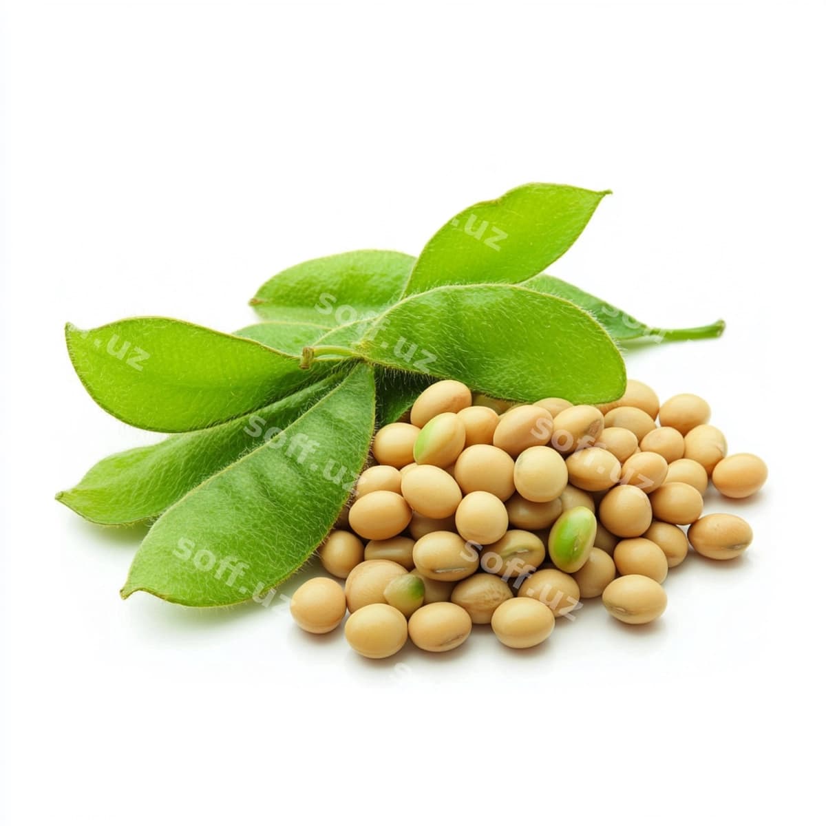 Soya boblari | Soy beans