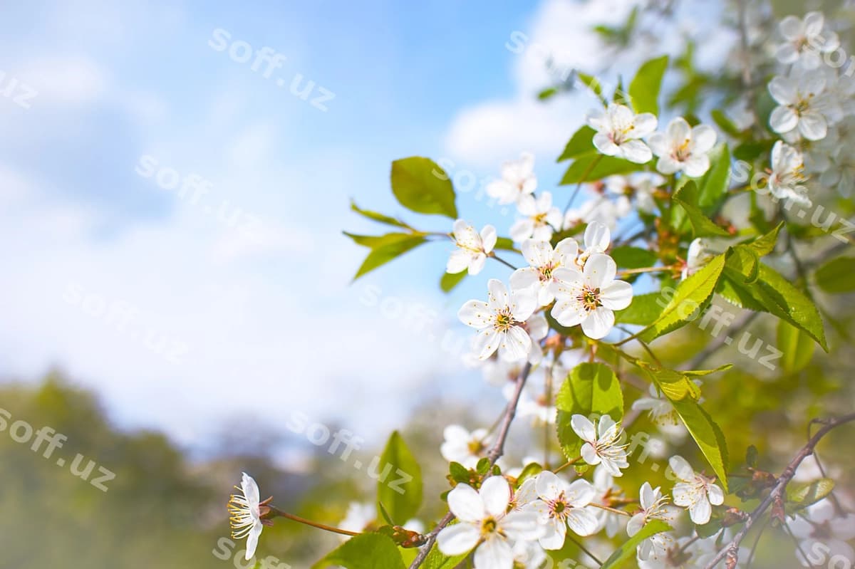 Bahor mevasi bolalgan olcha daraxti | Spring blooming apple tree
