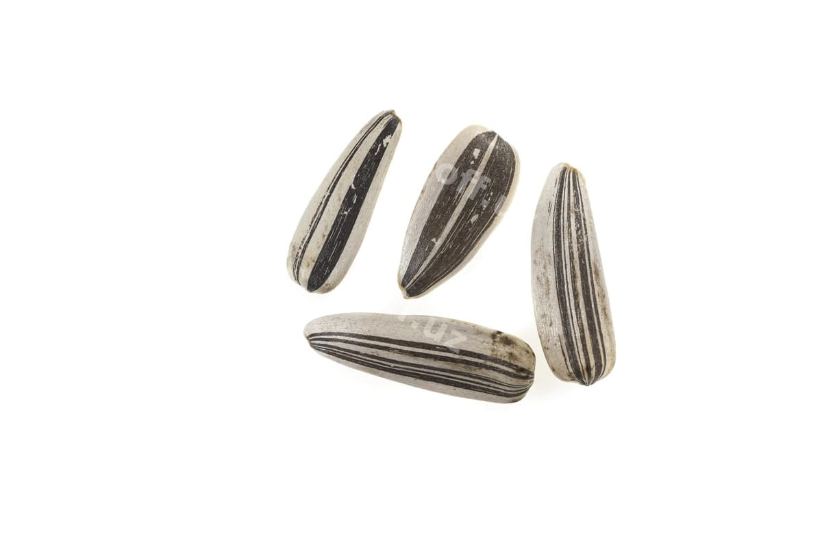 Qizil gul urug'i oq orqa fonda | Sunflower seeds white background