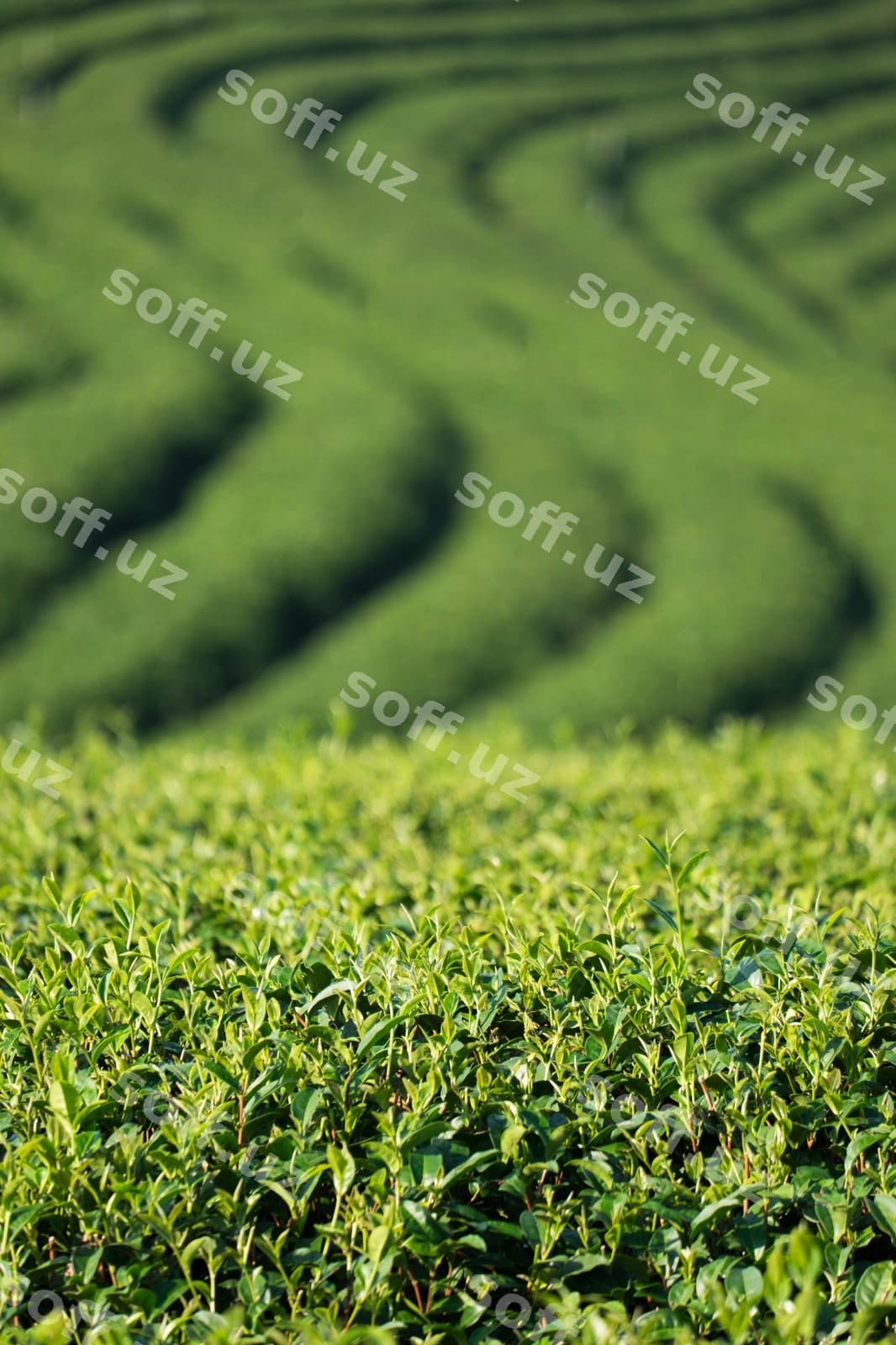 Choy ekish maydoni | Tea plantation