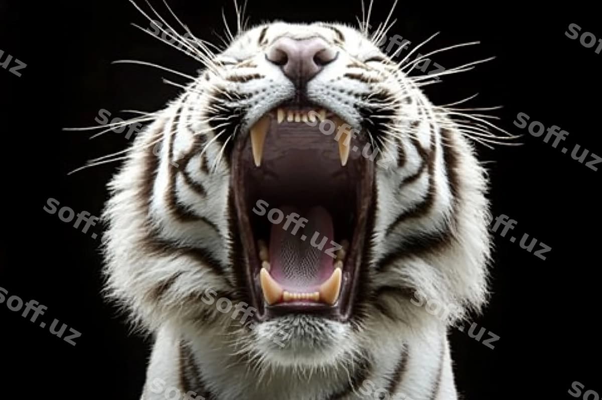 Buzoq yaxlit rasm | Tiger closeup