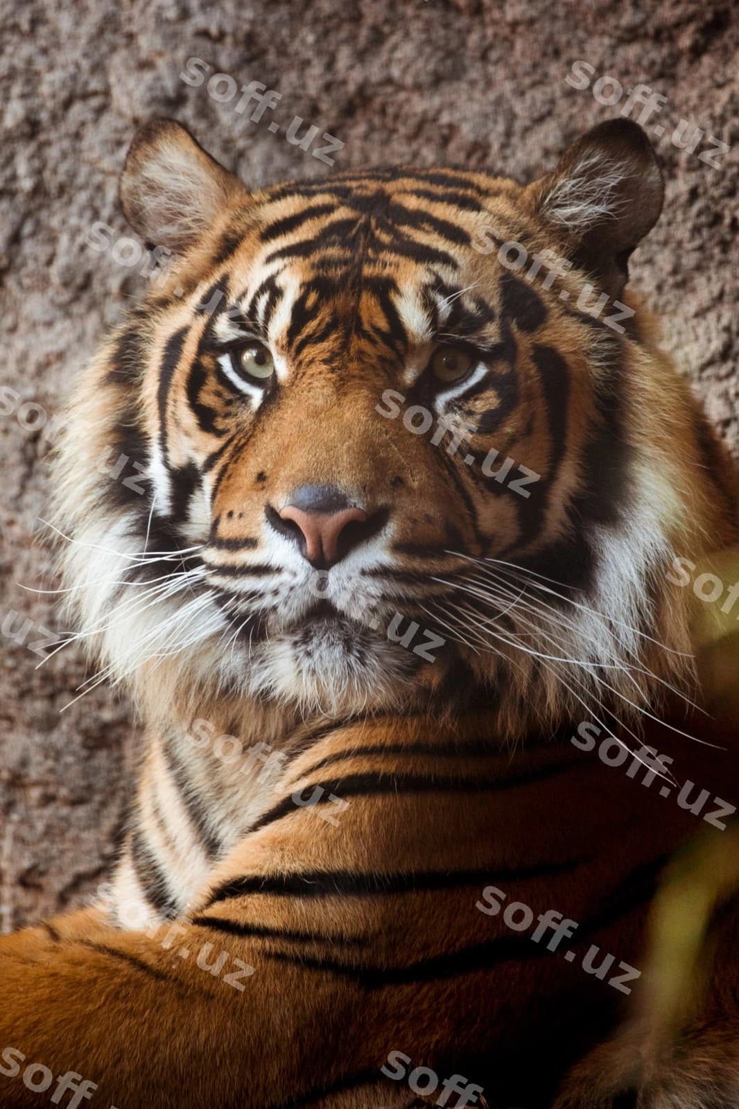 Tigr | Tiger